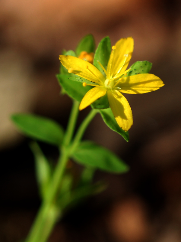 Hypericum humifusum L., 1753 - Millepertuis couché #71804