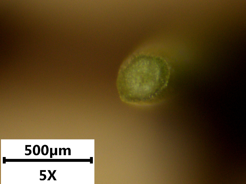 Hypericum humifusum L., 1753 - Millepertuis couché #71801