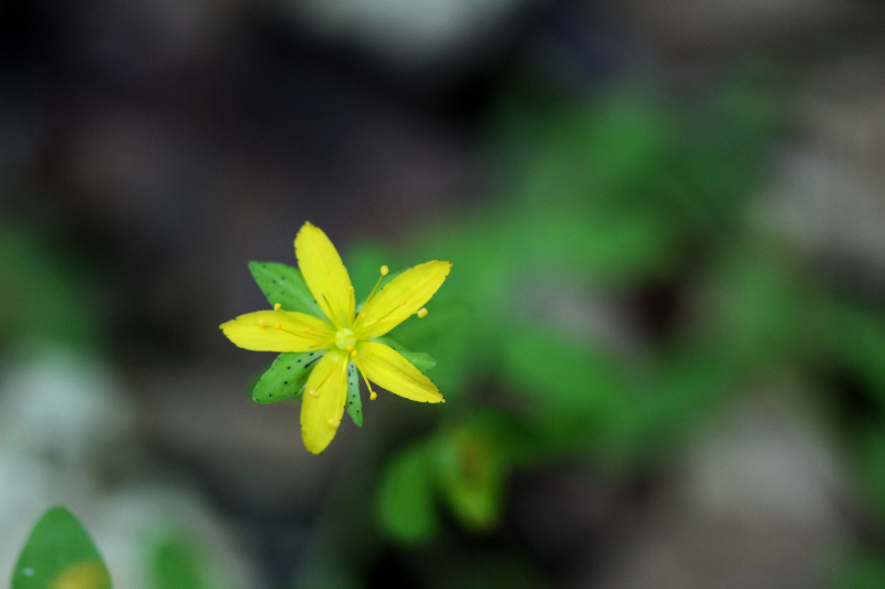 Hypericum humifusum L., 1753 - Pollen #71787