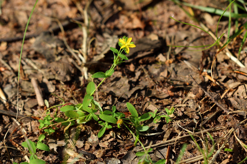 Hypericum humifusum L., 1753 - Millepertuis couché #71794