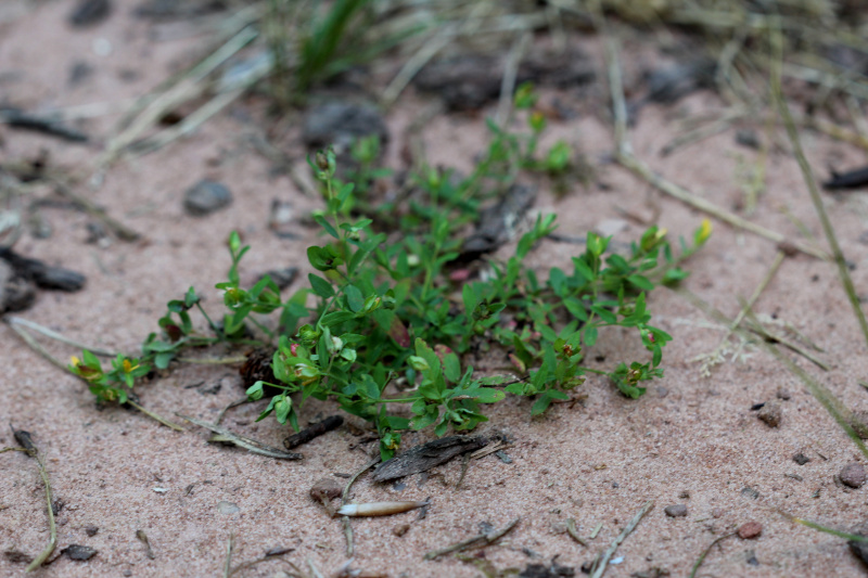 Hypericum humifusum L., 1753 - Millepertuis couché #71793