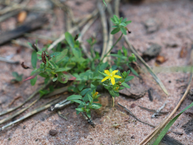 Hypericum humifusum L., 1753 - Millepertuis couché #71795