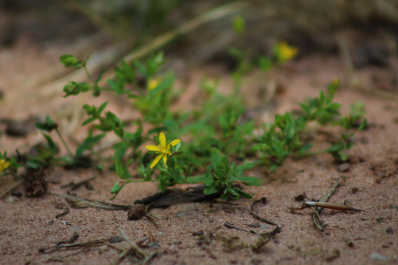 Hypericum humifusum L., 1753 - Millepertuis couché #71802