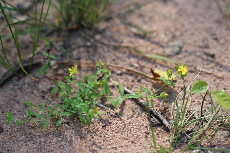 Hypericum humifusum L., 1753 - Millepertuis couché #71796