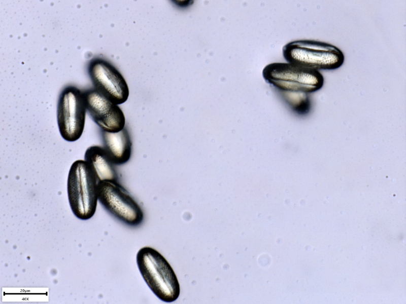 Hypericum humifusum L., 1753 - Pollen #71788