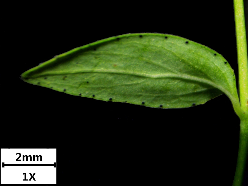 Hypericum humifusum L., 1753 - Millepertuis couché #71798