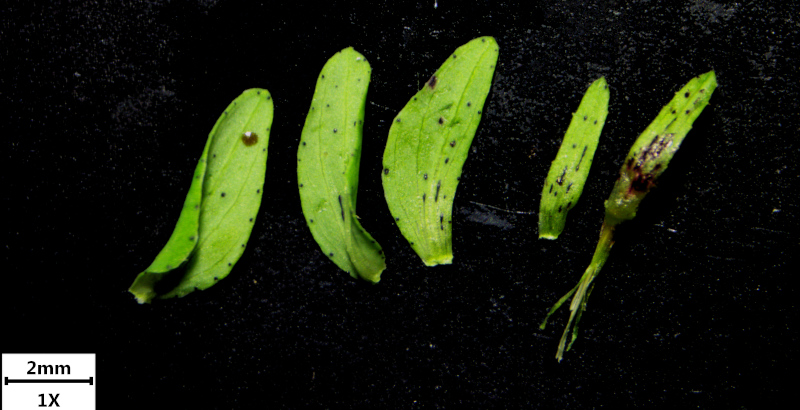 Hypericum humifusum L., 1753 - Millepertuis couché #71806