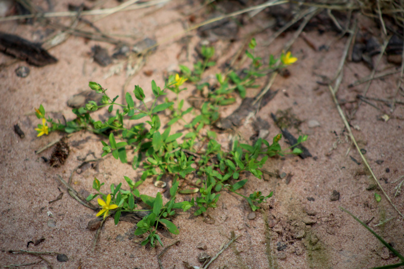 Hypericum humifusum L., 1753 - Millepertuis couché #71792