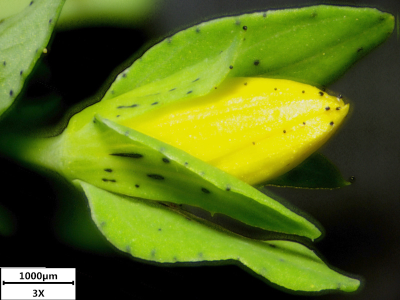 Hypericum humifusum L., 1753 - Millepertuis couché #71808
