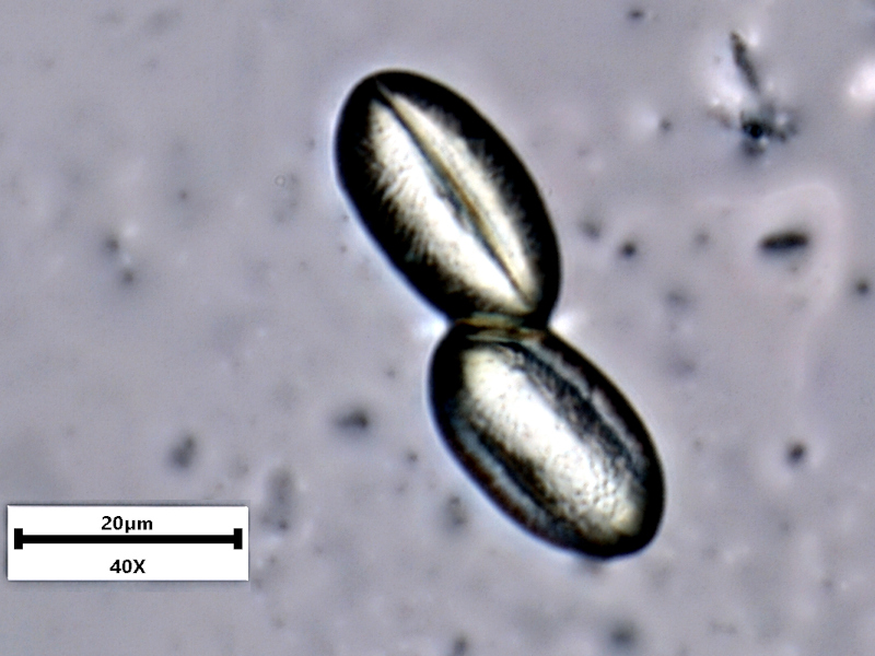 Hypericum humifusum L., 1753 - Pollen #71789