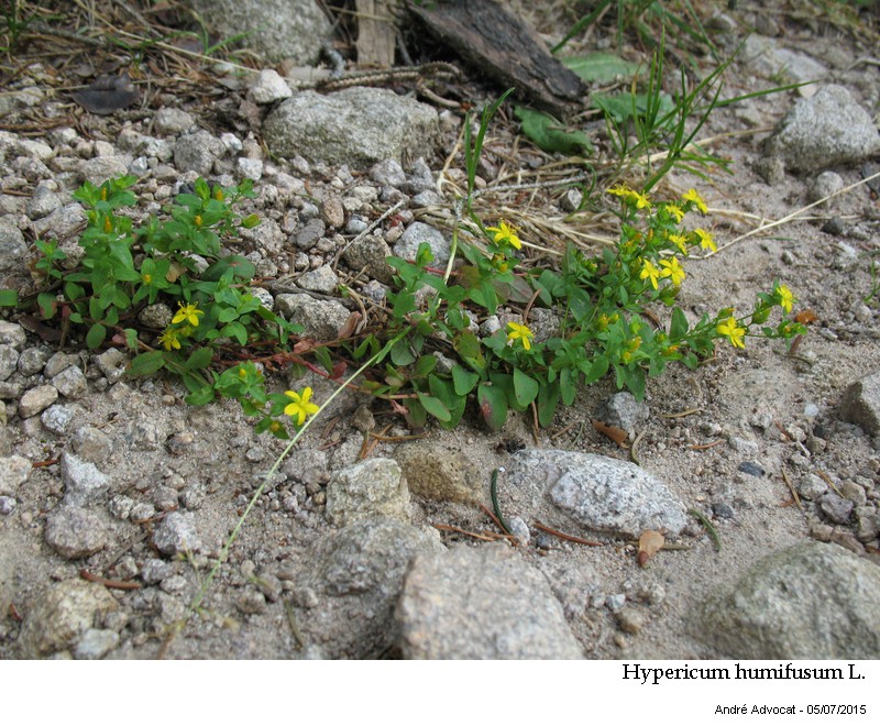 Hypericum humifusum L. #41740