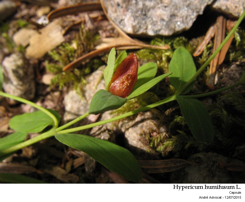 Hypericum humifusum L. #41742