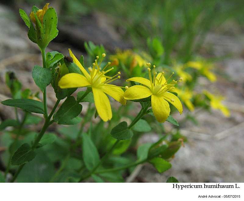 Hypericum humifusum L. #41741