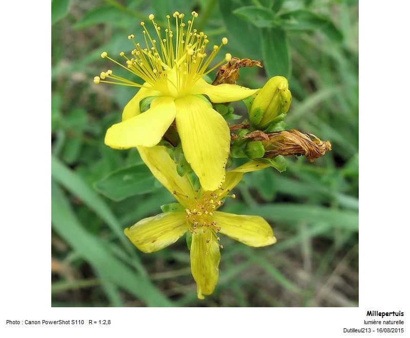 Hypericum maculatum - Millepertuis maculé #42408