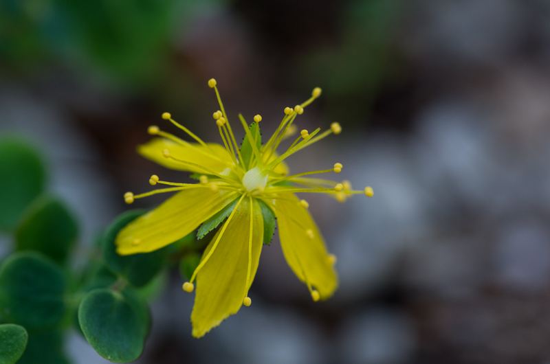 Hypericum nummularium L. - Vulnéraire #41892
