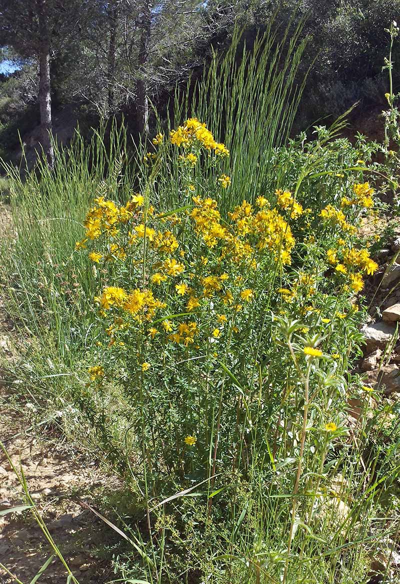 Hypericum perforatum Linné, 1753 #45602