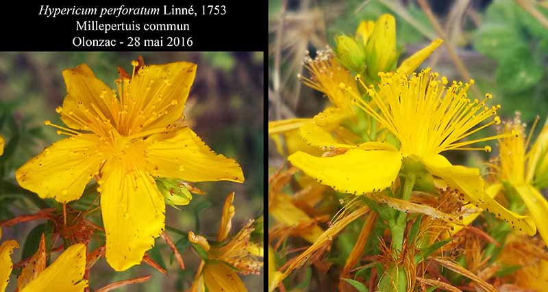 Hypericum perforatum Linné, 1753 #45553