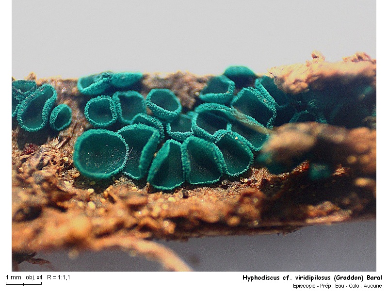 Hyphodiscus cf. viridipilosus (Graddon) Baral #16347