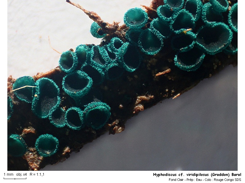 Hyphodiscus cf. viridipilosus (Graddon) Baral #16346