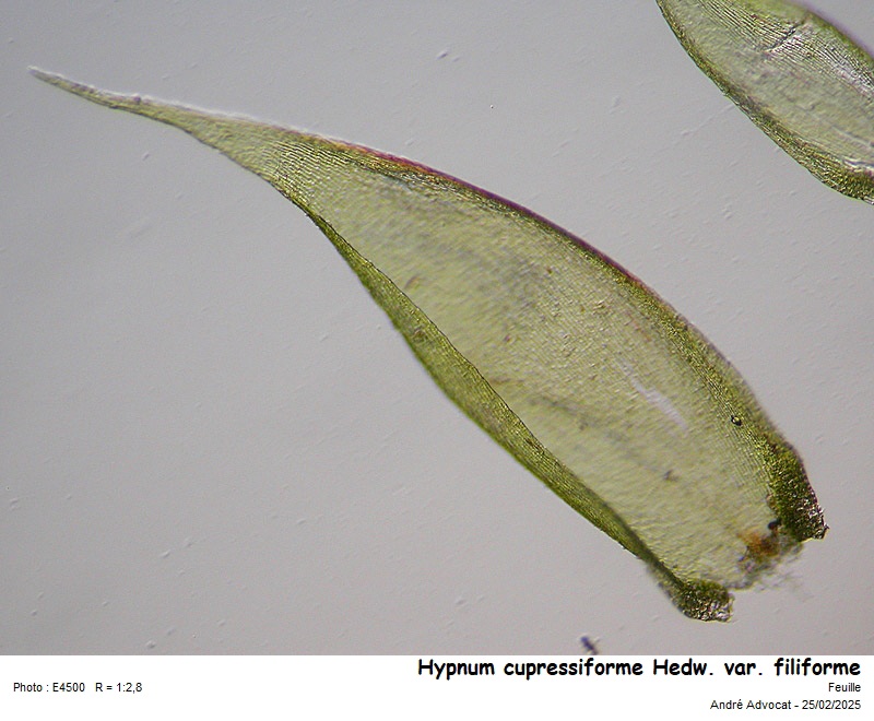 Hypnum cupressiforme Hedw. var. filiforme Brid. #81608