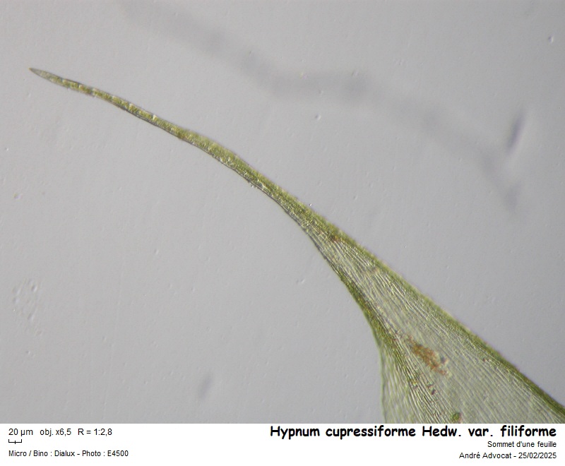 Hypnum cupressiforme Hedw. var. filiforme Brid. #81610