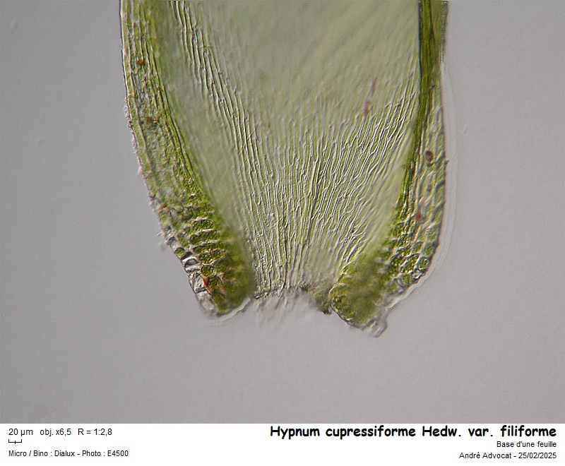 Hypnum cupressiforme Hedw. var. filiforme Brid. #81609