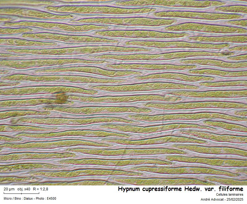 Hypnum cupressiforme Hedw. var. filiforme Brid. #81611