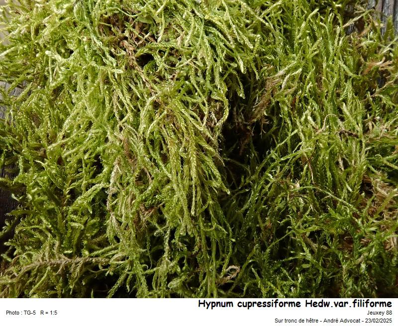 Hypnum cupressiforme Hedw. var. filiforme Brid. #81607