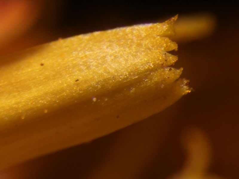 Hypochaeris radicata L- Porcelle enracinée #70900