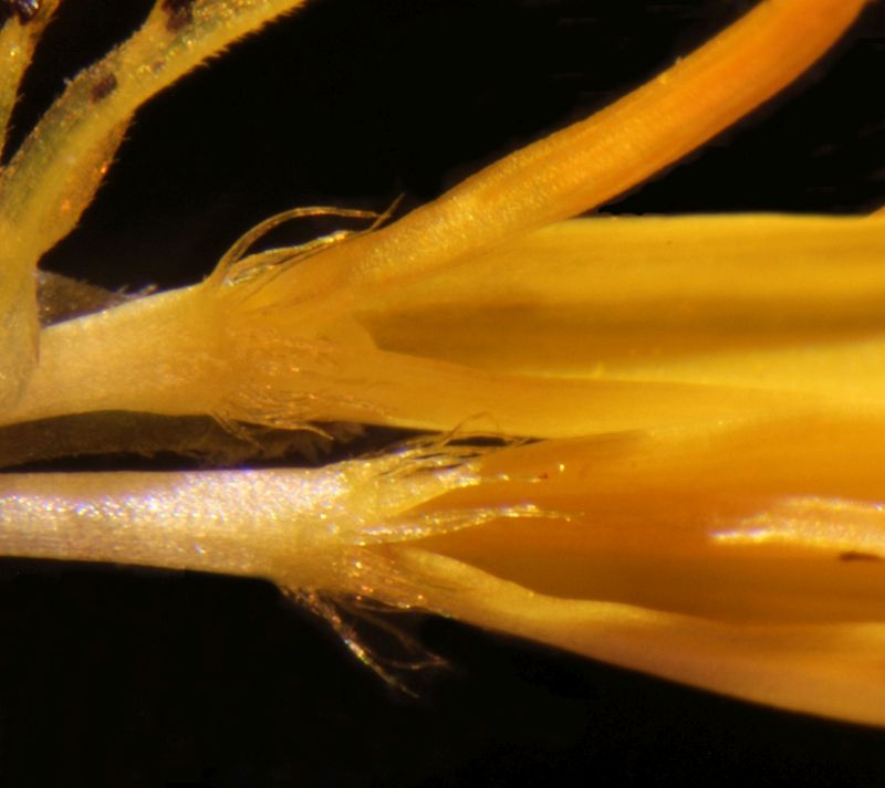 Hypochaeris radicata L- Porcelle enracinée #70905