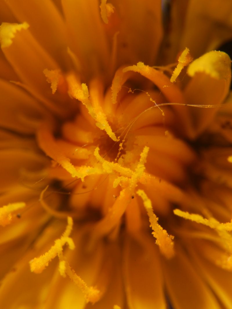 Hypochaeris radicata L- Porcelle enracinée #70901