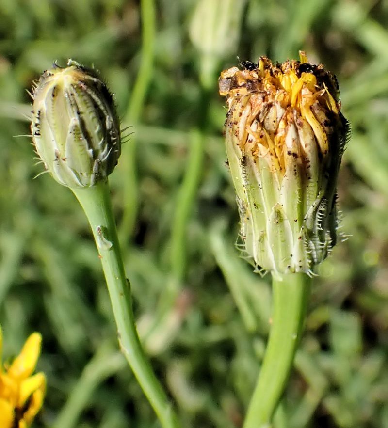 Hypochaeris radicata L- Porcelle enracinée #70902