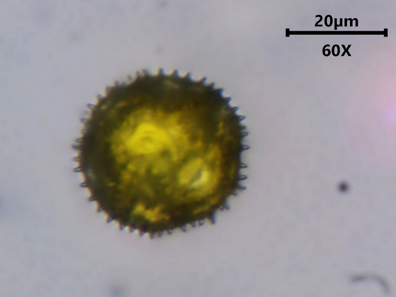 Hypochaeris radicata L., 1753 #79039