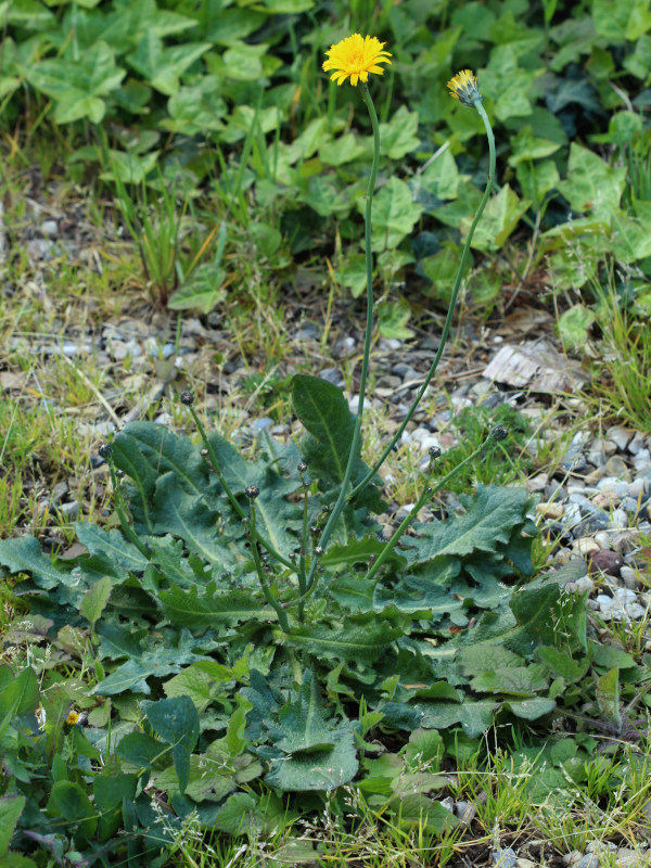 Hypochaeris radicata L., 1753 #79009