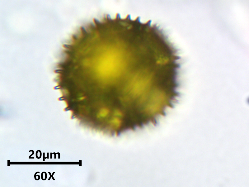 Hypochaeris radicata L., 1753 #79038