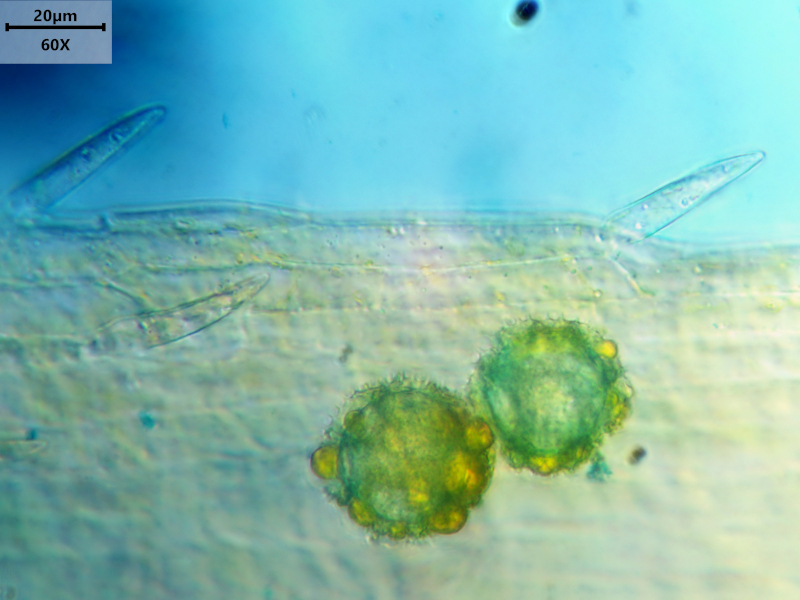 Hypochaeris radicata L., 1753 #79036