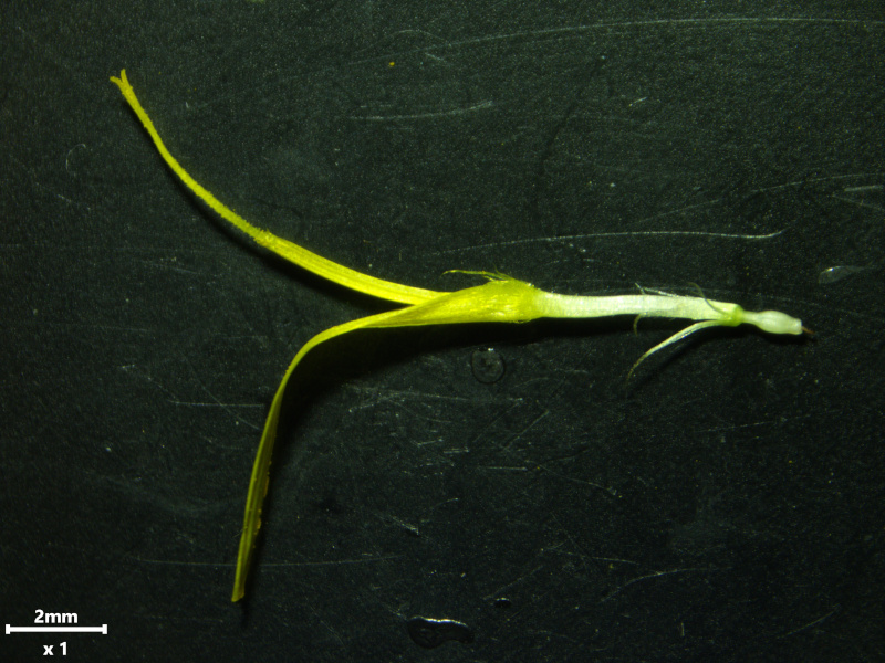 Hypochaeris radicata L., 1753 #79025