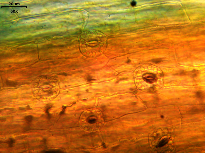Hypochaeris radicata L., 1753 #79023