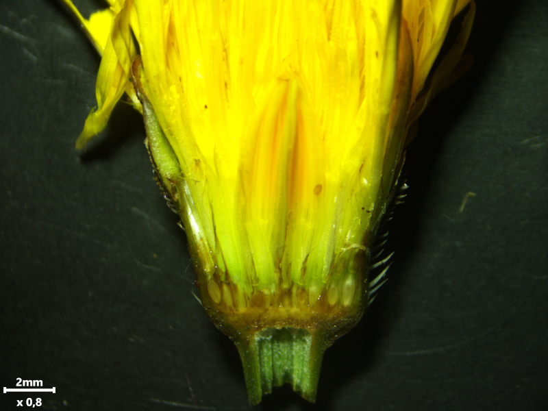 Hypochaeris radicata L., 1753 #79022