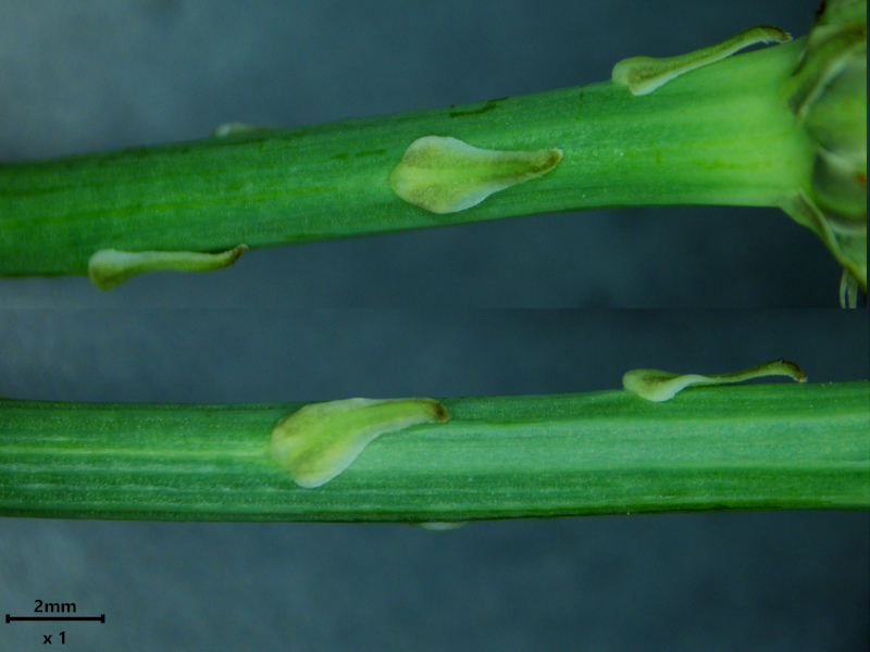 Hypochaeris radicata L., 1753 #79016