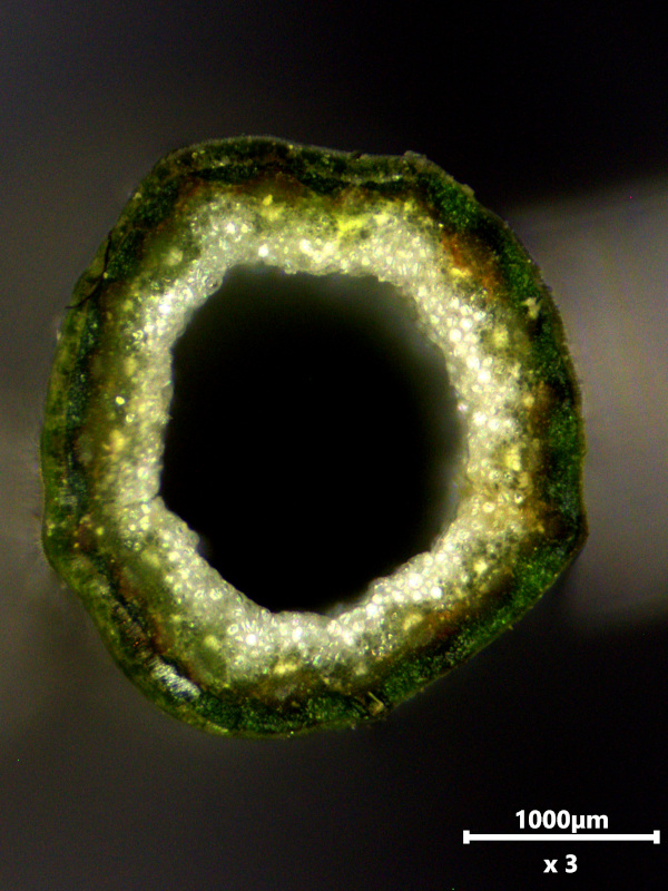 Hypochaeris radicata L., 1753 #79015