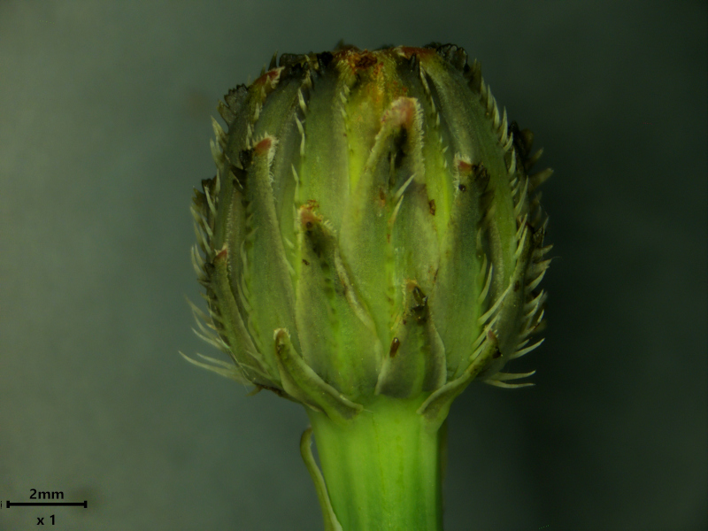 Hypochaeris radicata L., 1753 #79017