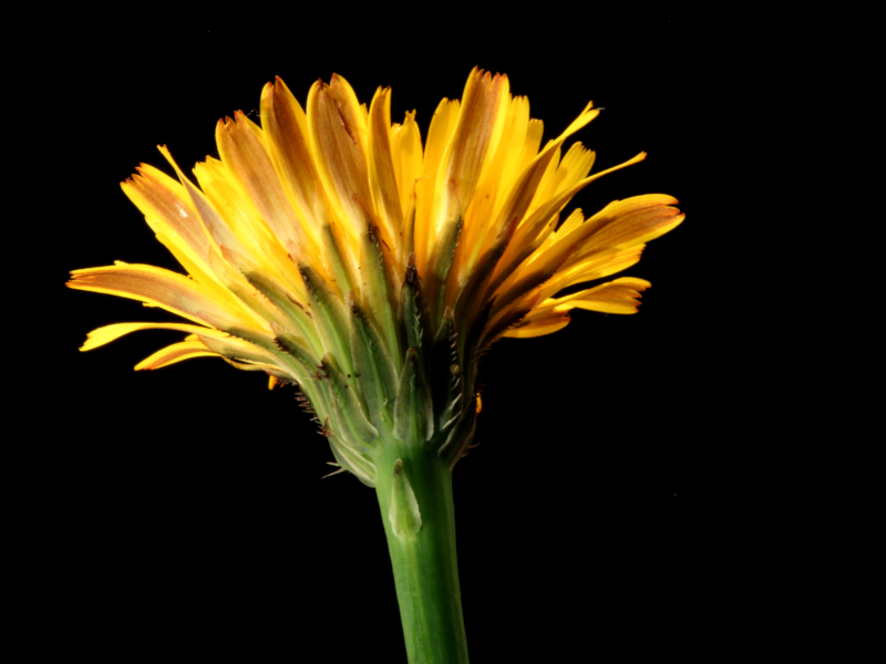 Hypochaeris radicata L., 1753 #79033