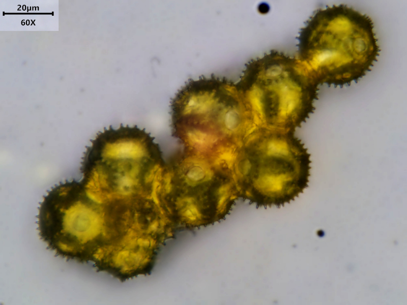 Hypochaeris radicata L., 1753 #79037