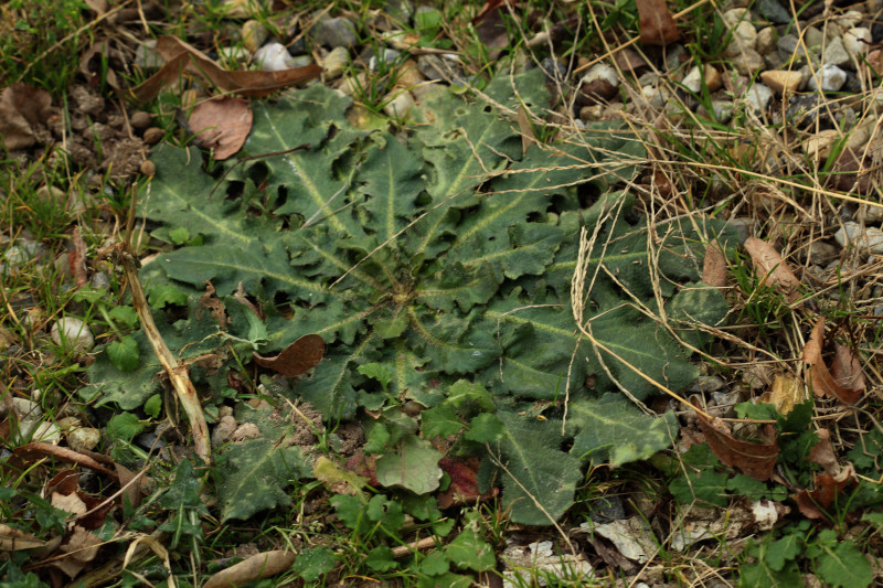 Hypochaeris radicata L., 1753 #79008