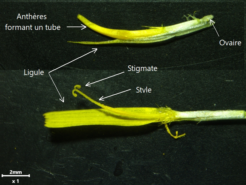 Hypochaeris radicata L., 1753 #79041