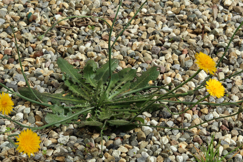 Hypochaeris radicata L., 1753 #79010