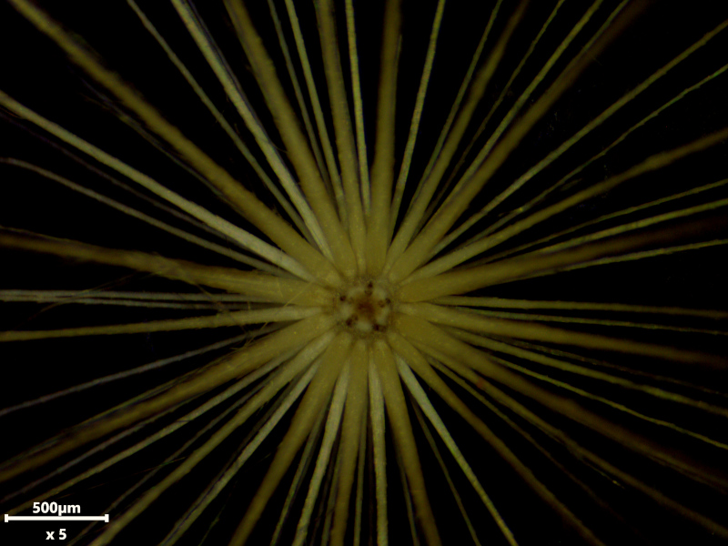 Hypochaeris radicata L., 1753 #79029