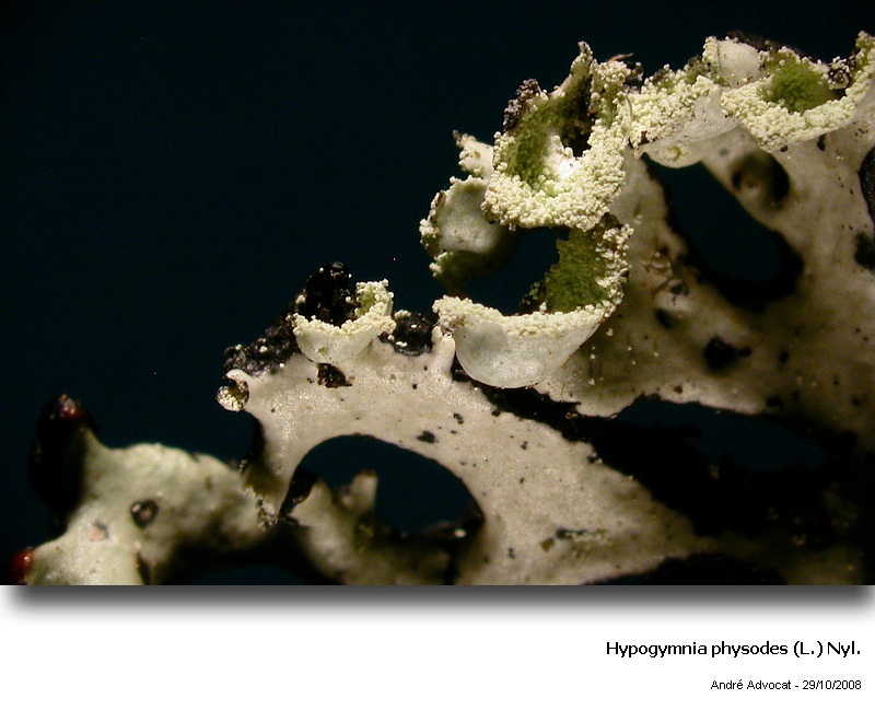 Hypogymnia physodes (L.) Nyl. #6422