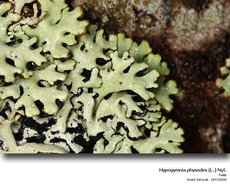 Hypogymnia physodes (L.) Nyl. #6421